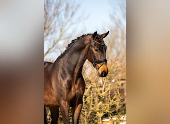 KWPN, Gelding, 4 years, 16,2 hh, Bay-Dark