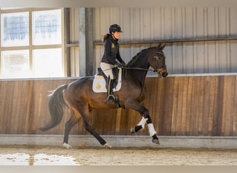 KWPN, Gelding, 4 years, 16,2 hh, Bay-Dark