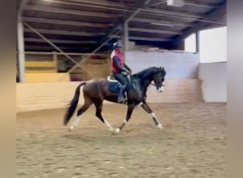 KWPN, Gelding, 4 years, 16,2 hh, Bay-Dark