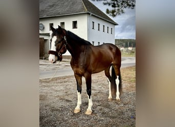 KWPN, Gelding, 4 years, 16,2 hh, Bay-Dark