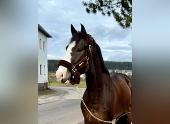 KWPN, Gelding, 4 years, 16,2 hh, Bay-Dark