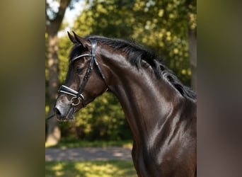 KWPN, Gelding, 4 years, 16.2 hh, Black
