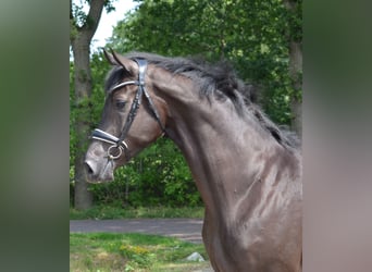 KWPN, Gelding, 4 years, 16.2 hh, Black