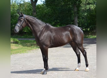 KWPN, Gelding, 4 years, 16.2 hh, Black