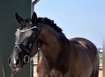 KWPN, Gelding, 4 years, 16.2 hh, Black