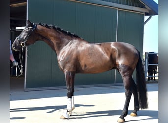 KWPN, Gelding, 4 years, 16.2 hh, Black