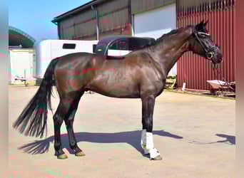 KWPN, Gelding, 4 years, 16.2 hh, Black