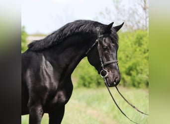 KWPN, Gelding, 4 years, 16.2 hh, Black