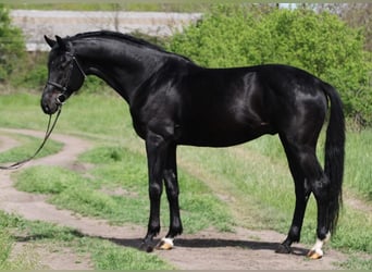KWPN, Gelding, 4 years, 16.2 hh, Black
