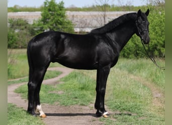 KWPN, Gelding, 4 years, 16.2 hh, Black