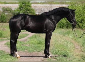 KWPN, Gelding, 4 years, 16.2 hh, Black