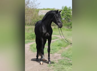 KWPN, Gelding, 4 years, 16.2 hh, Black
