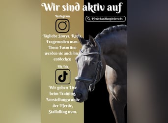 KWPN, Gelding, 4 years, 16,2 hh, Black