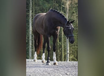 KWPN, Gelding, 4 years, 16,2 hh, Black