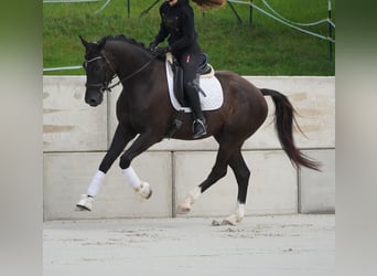 KWPN, Gelding, 4 years, 16,2 hh, Black