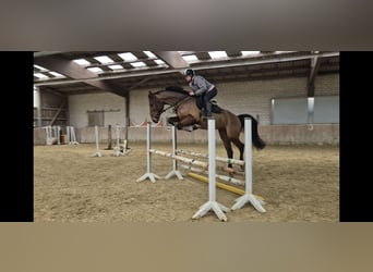 KWPN, Gelding, 4 years, 16.2 hh, Brown