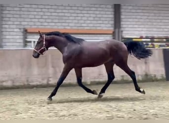 KWPN, Gelding, 4 years, 16.2 hh, Brown