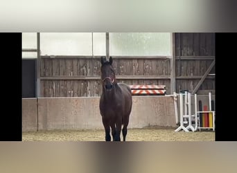 KWPN, Gelding, 4 years, 16.2 hh, Brown