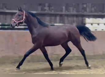 KWPN, Gelding, 4 years, 16.2 hh, Brown