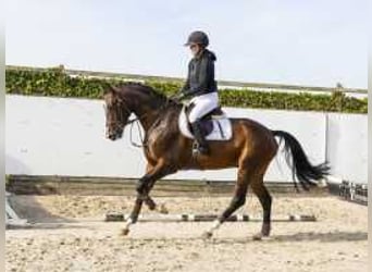 KWPN, Wallach, 4 Jahre, 16,2 hh, Brauner