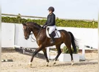 KWPN, Wallach, 4 Jahre, 16,2 hh, Brauner