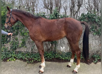 KWPN, Gelding, 4 years, 16,2 hh, Chestnut