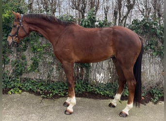 KWPN, Gelding, 4 years, 16,2 hh, Chestnut