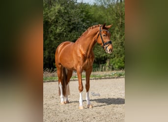 KWPN, Gelding, 4 years, 16.2 hh, Chestnut-Red
