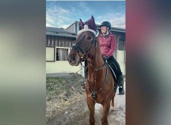 KWPN, Gelding, 4 years, 16,2 hh, Chestnut-Red