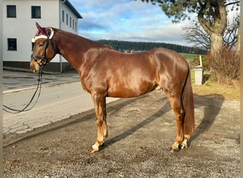 KWPN, Gelding, 4 years, 16,2 hh, Chestnut-Red