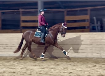 KWPN, Gelding, 4 years, 16,2 hh, Chestnut-Red