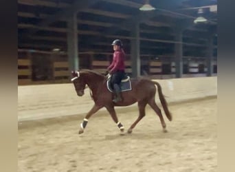 KWPN, Gelding, 4 years, 16,2 hh, Chestnut-Red