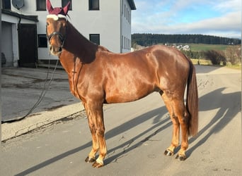 KWPN, Gelding, 4 years, 16,2 hh, Chestnut-Red