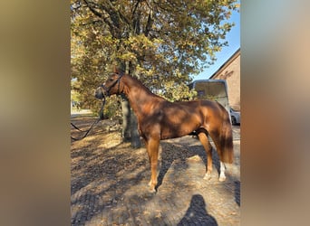 KWPN, Gelding, 4 years, 16.2 hh, Chestnut-Red