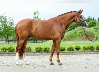 KWPN, Gelding, 4 years, 16.2 hh, Chestnut-Red