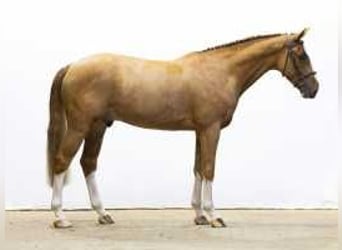 KWPN, Gelding, 4 years, 16,2 hh, Chestnut-Red