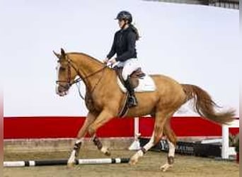 KWPN, Gelding, 4 years, 16,2 hh, Chestnut-Red