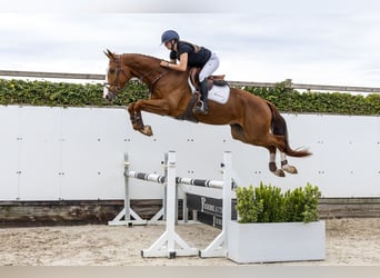 KWPN, Gelding, 4 years, 16.2 hh, Chestnut