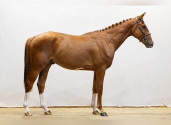KWPN, Gelding, 4 years, 16.2 hh, Chestnut
