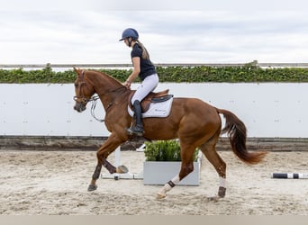 KWPN, Gelding, 4 years, 16.2 hh, Chestnut