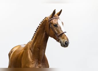 KWPN, Gelding, 4 years, 16.2 hh, Chestnut
