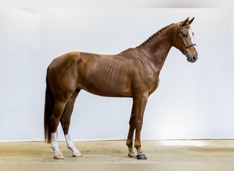 KWPN, Gelding, 4 years, 16.2 hh, Chestnut
