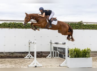 KWPN, Gelding, 4 years, 16.2 hh, Chestnut