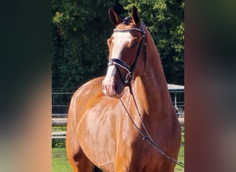 KWPN, Gelding, 4 years, 16.2 hh KWPN, Gelding, 4 years, 16.2 hh