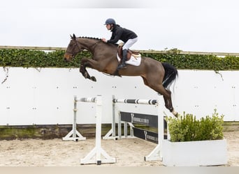 KWPN, Gelding, 4 years, 16.2 hh
