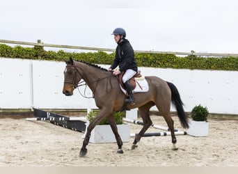 KWPN, Gelding, 4 years, 16.2 hh