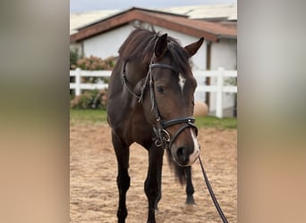 KWPN, Wallach, 4 Jahre, 16,3 hh, Brauner