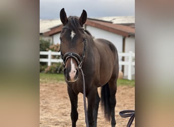 KWPN, Wallach, 4 Jahre, 16,3 hh, Brauner