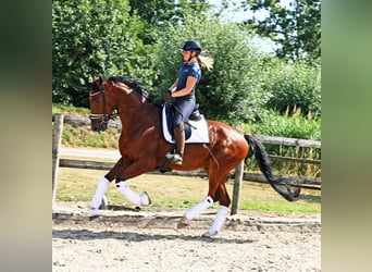 KWPN, Gelding, 4 years, 16.3 hh, Brown