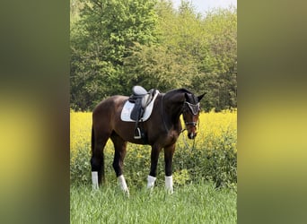 KWPN, Gelding, 4 years, 16.3 hh, Brown
